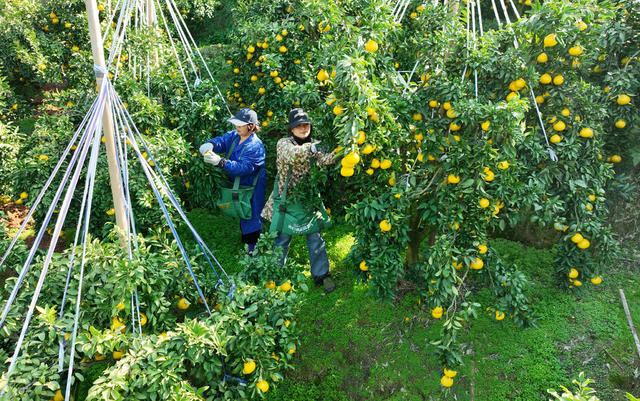 柑橘采摘，产业发展
