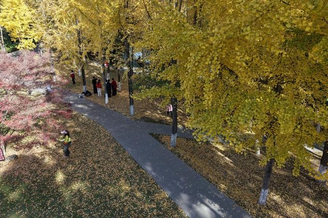 土家族  湘西  银杏  大学  吉首  市民  鎏金  金色  翩翩起舞  美丽  画卷  簌簌飘落