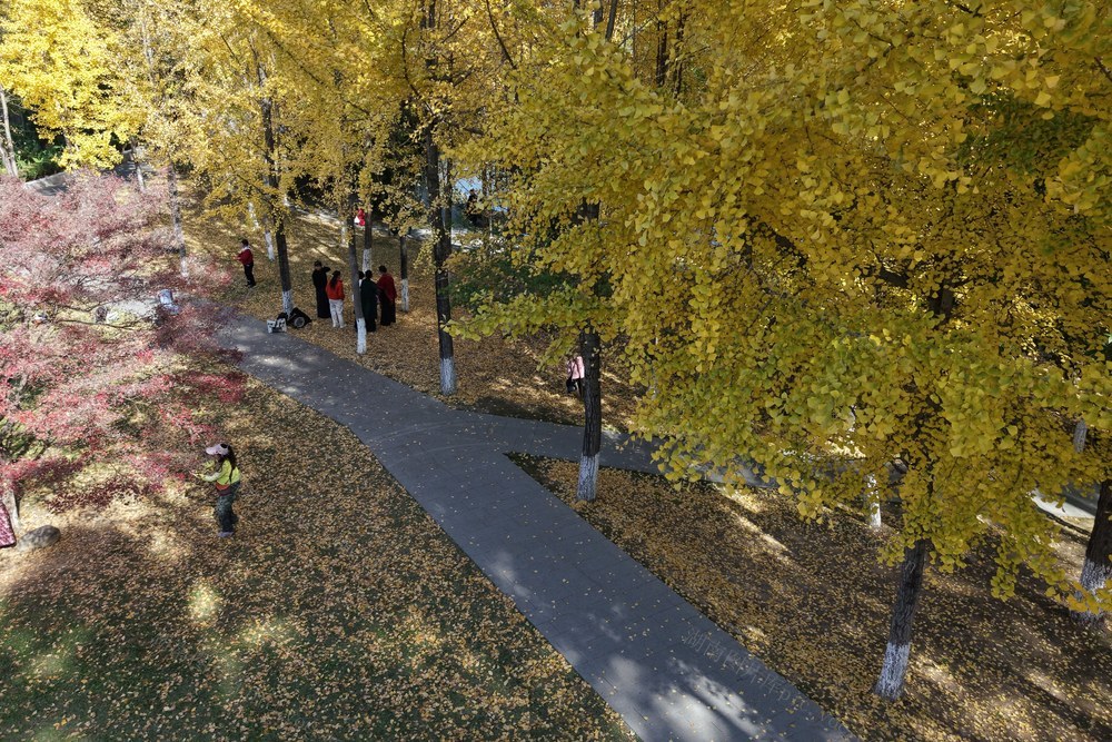 土家族  湘西  银杏  大学  吉首  市民  鎏金  金色  翩翩起舞  美丽  画卷  簌簌飘落