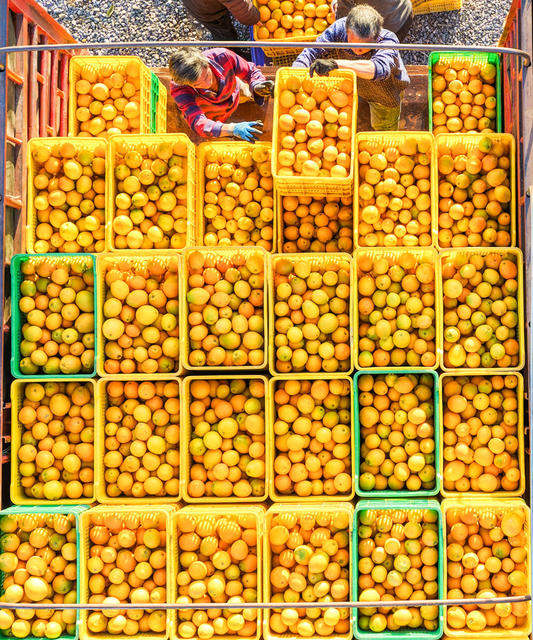 湖南道县：脐橙丰收促增收