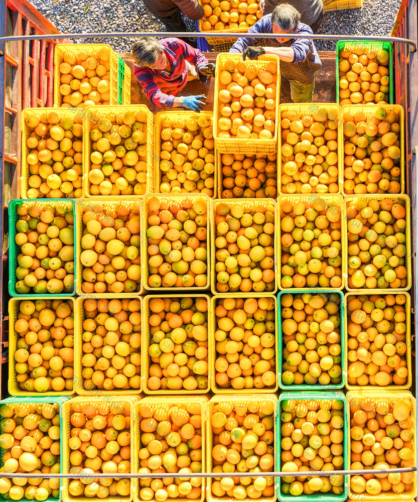 湖南道县：脐橙丰收促增收