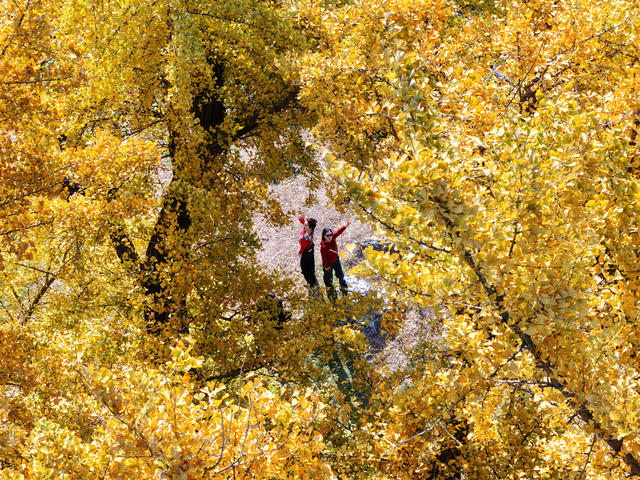 临武：古村银杏引客来
