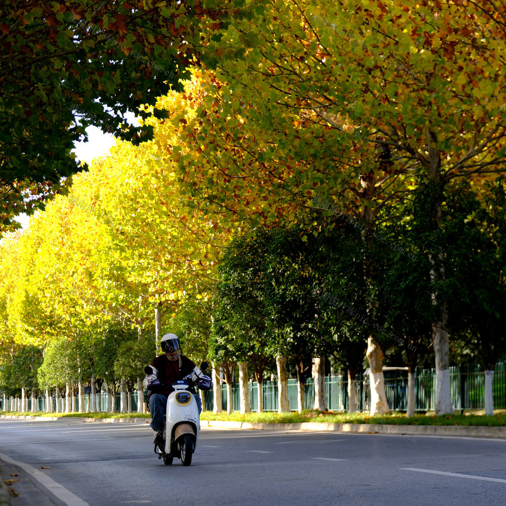 梧桐披金冬景美