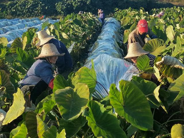 资兴市 唐洞街道 香芋 越冬 助农增收
