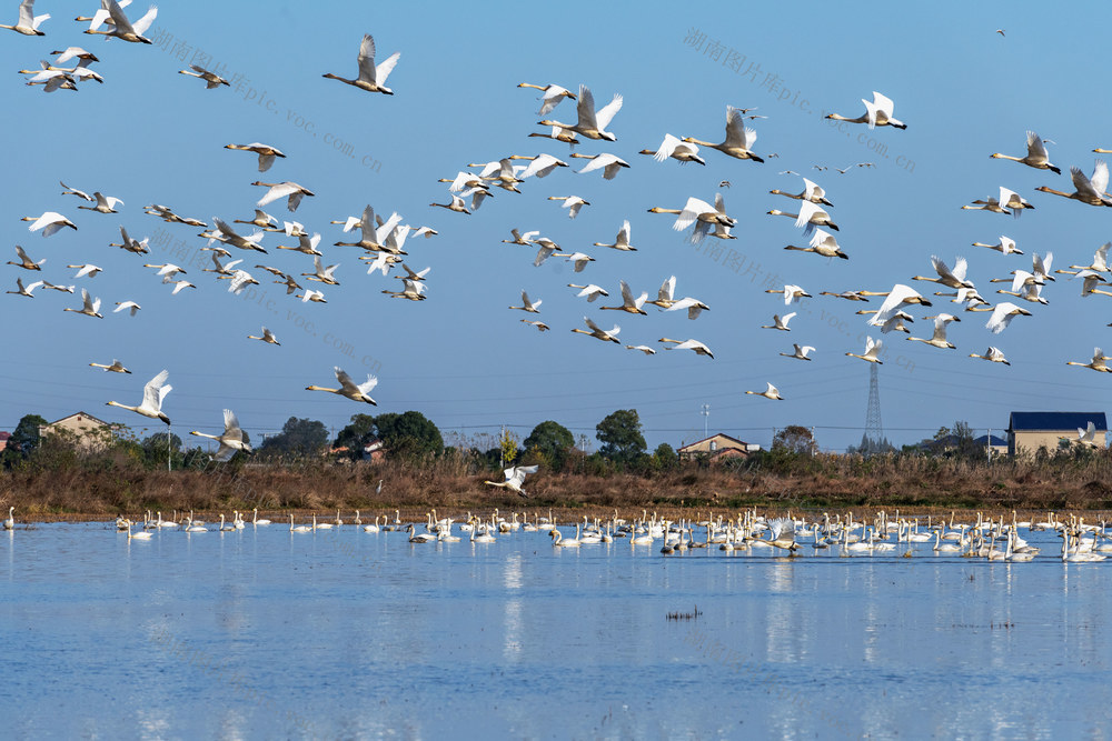 小天鹅  东古湖  越冬