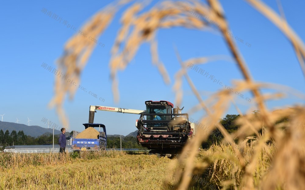 晚稻机收忙   