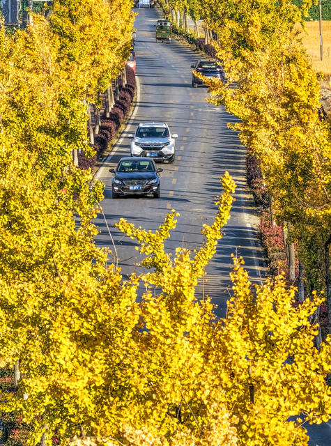湖南道县：银杏公路 景美如画
