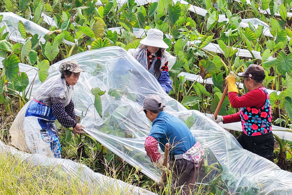 蓝山：香芋覆膜越冬