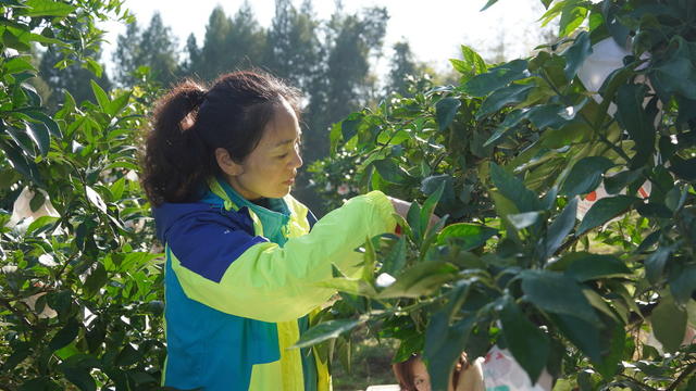 水果 农业 经济 湘西 吉首