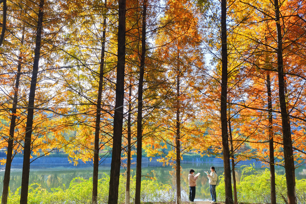 校园 冬日 美景