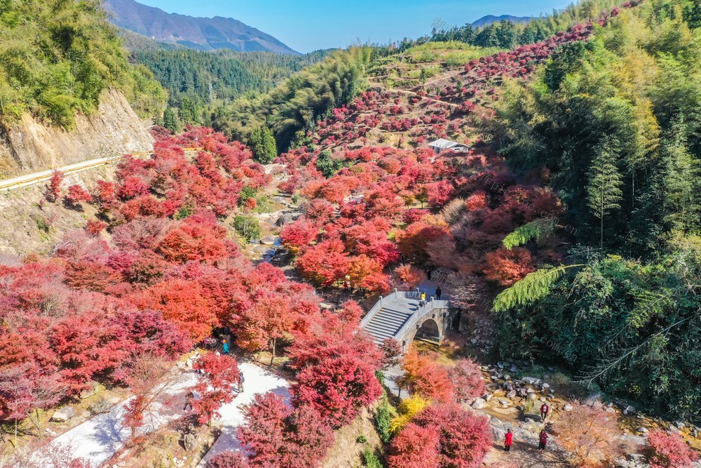 红枫 枫叶 枫树 自然 风景 旅游