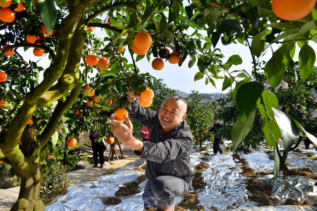 柑橘 产业 助残 创业 增收