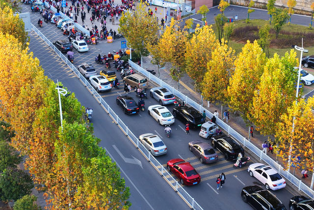 嘉禾：梧桐披“金” 扮靓城区