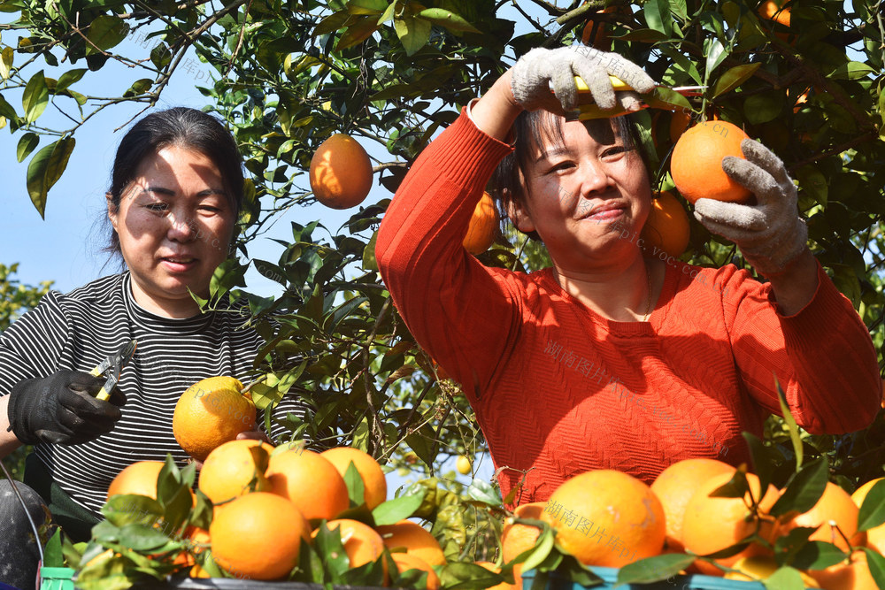 嘉禾：脐橙丰收采摘忙