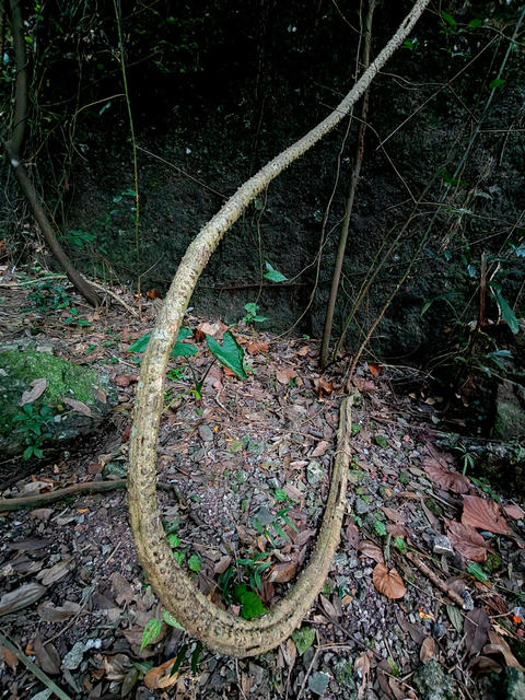 湖南桂东 老藤 龙 东边山