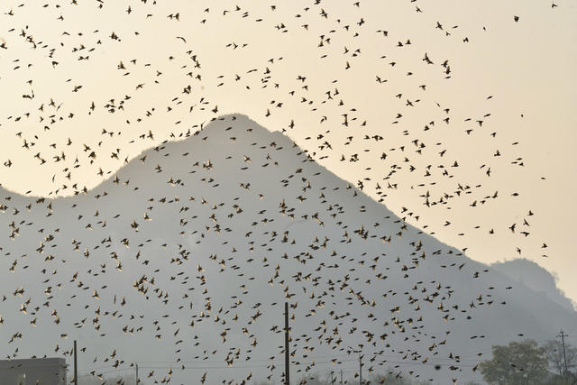 嘉禾：万鸟齐飞