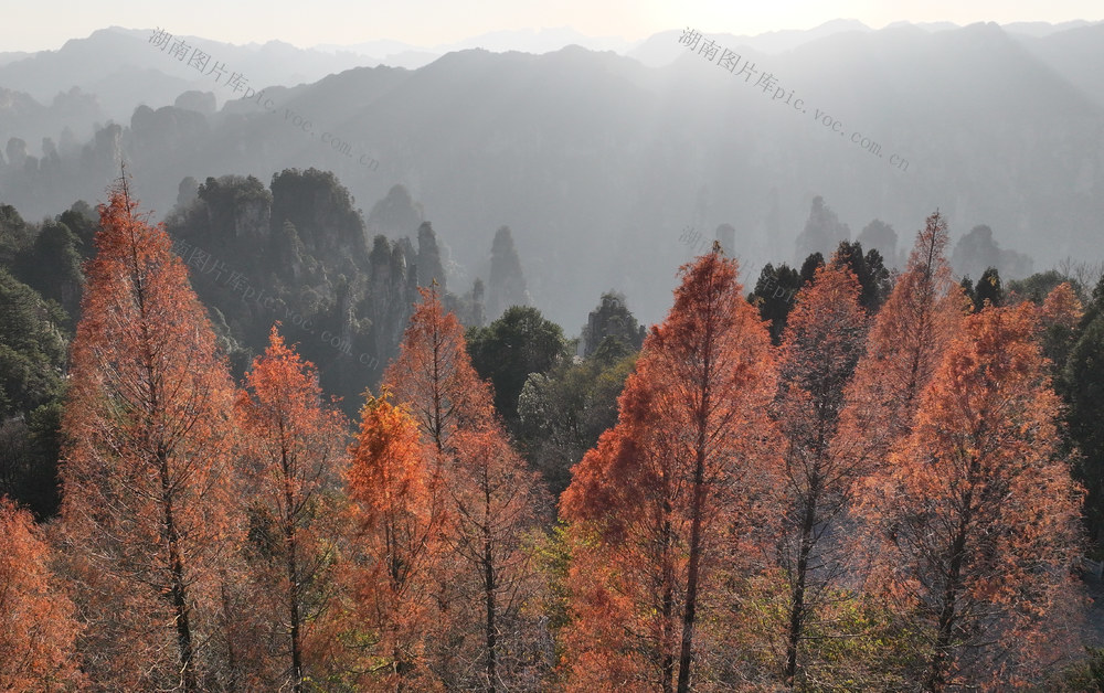 夕阳 天子山 峰林