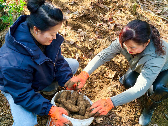 农村  种植业  天麻  怀化中方