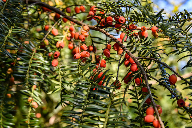 怀化市  中方县  泸阳镇  鸡公坡 红豆杉 果实 红艳艳
