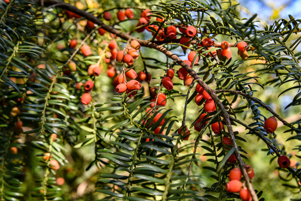 怀化市  中方县  泸阳镇  鸡公坡 红豆杉 果实 红艳艳