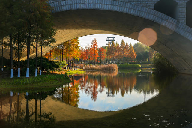 冬天，公园，美景，水杉