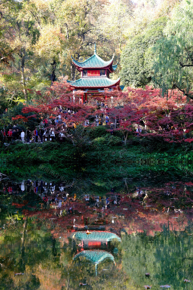 爱晚亭“枫”景如画