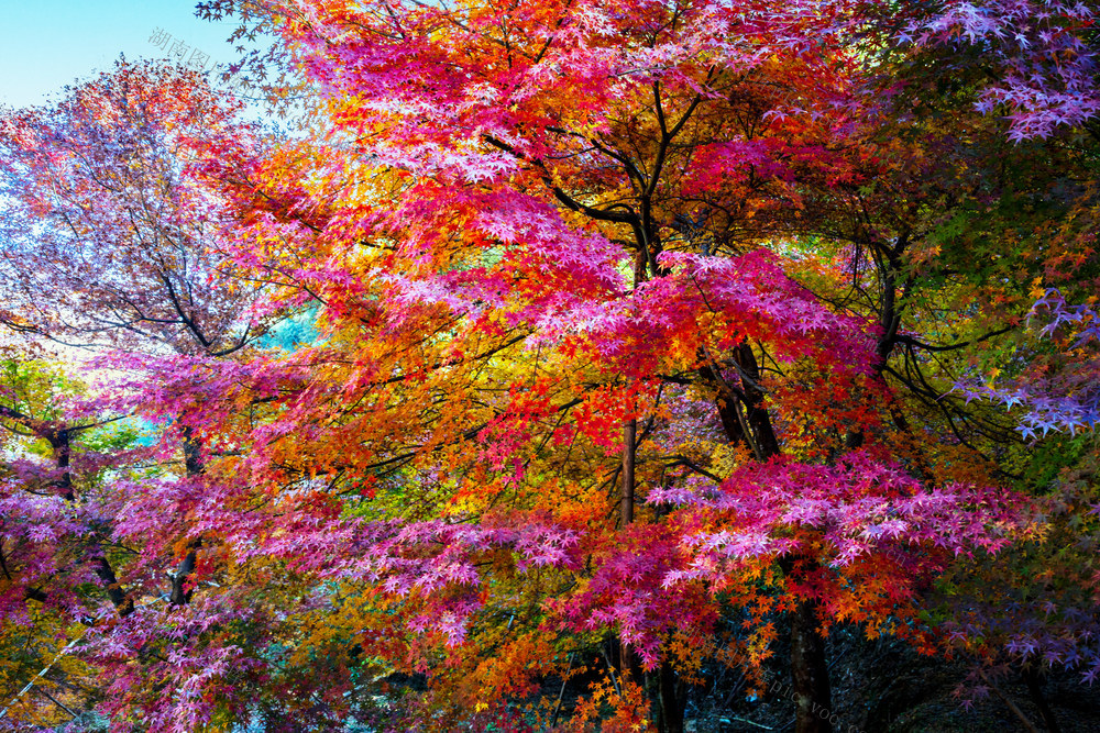 风光  植物  枫树  色彩