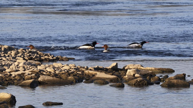 中华秋沙鸭 候鸟 野生动物 水中珍禽 水中大熊猫