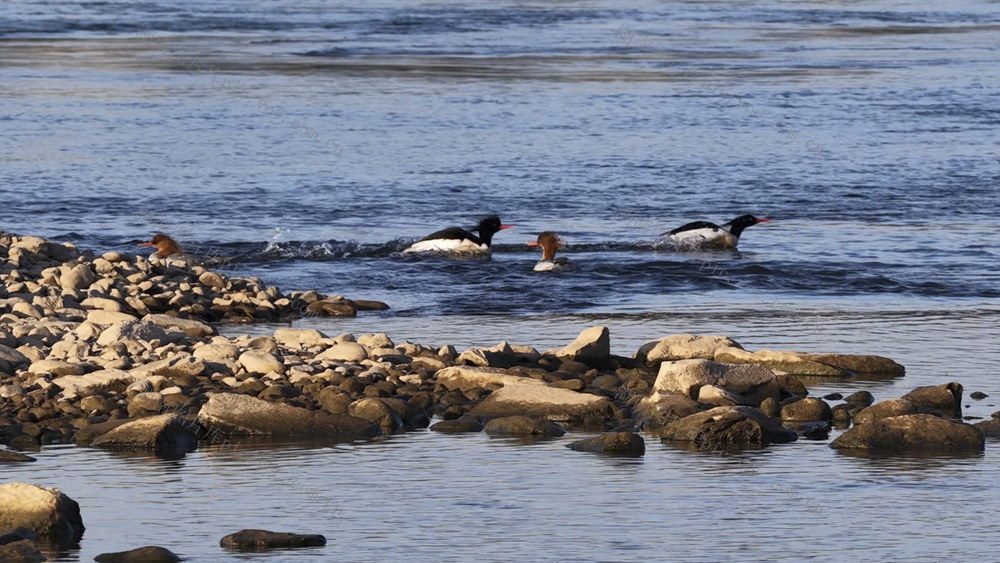 中华秋沙鸭 候鸟 野生动物 水中珍禽 水中大熊猫