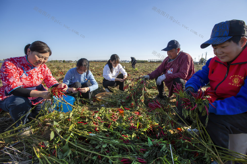 辣椒 采摘 装袋 称重 收购 送饭 农家女 红辣椒 风抗三号 特色农业 土地流转 留守老人 免费午餐 驻村书记 书记助理