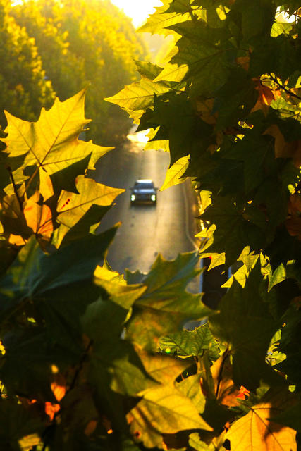 梧桐披金冬景美