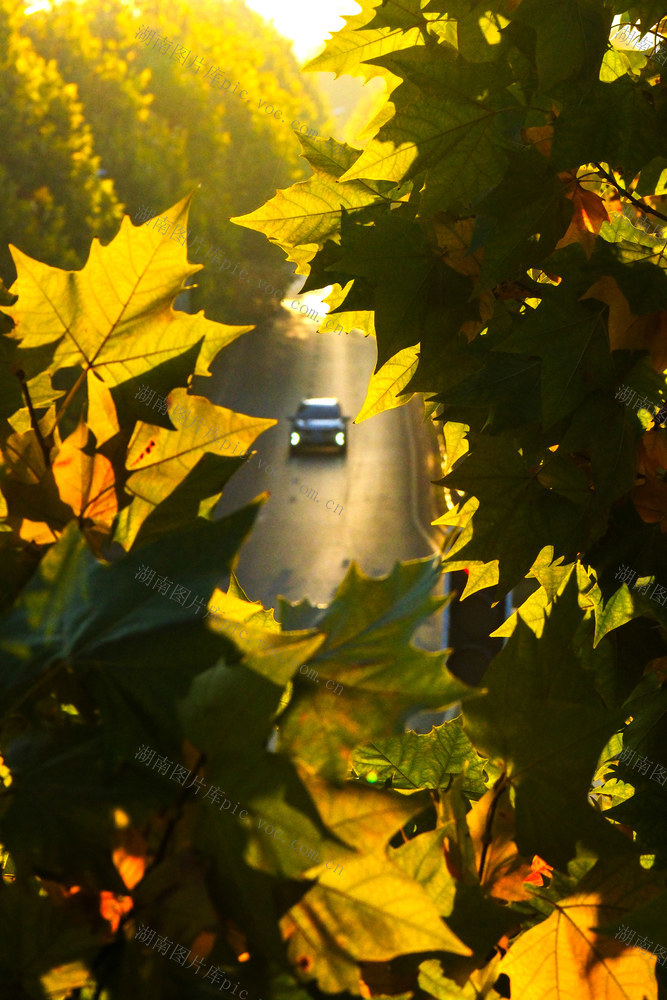 梧桐披金冬景美