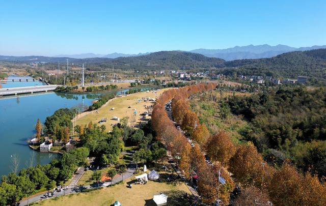 郴州滨湖路梧桐树