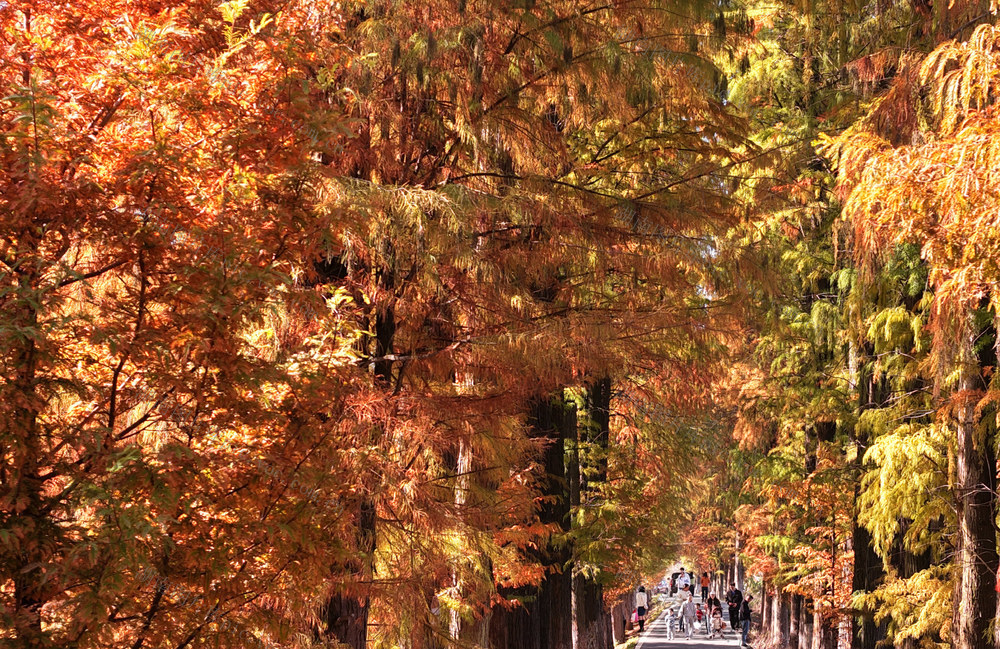 水杉 初冬 美景 