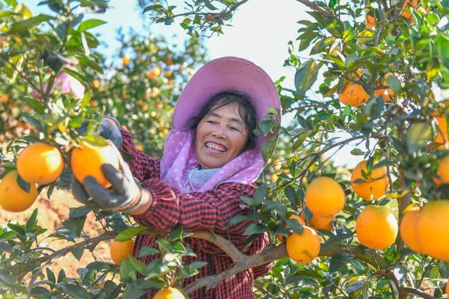 湖南道县：脐橙飘香