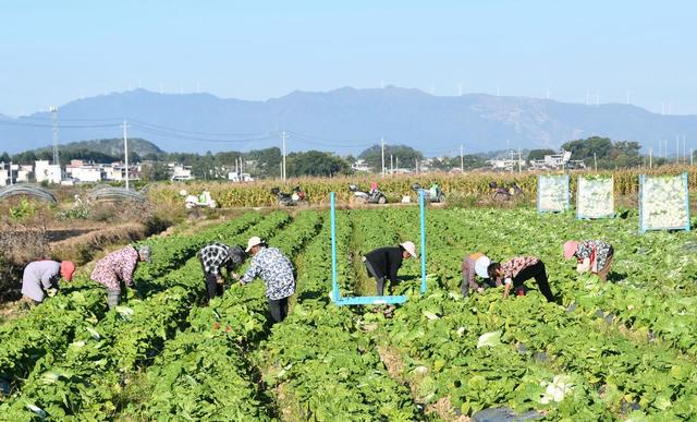  采收白菜供港澳