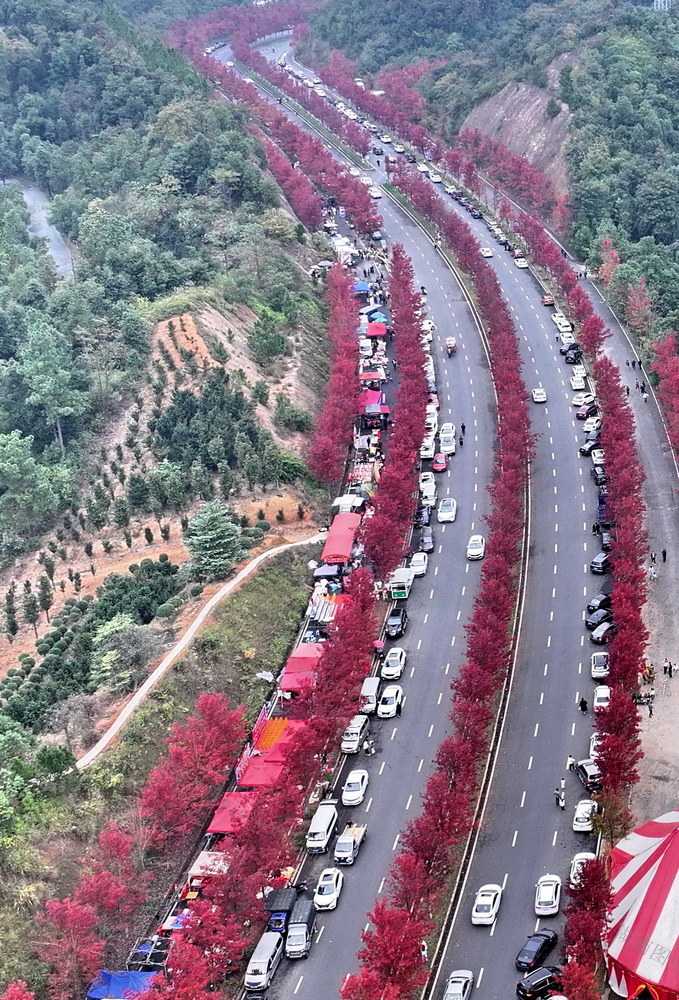 红艳囗夺目囗红枫囗大道