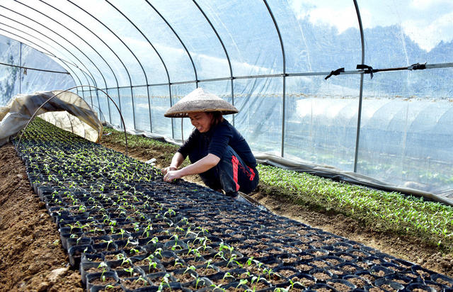 秋冬 播种 采收 农民