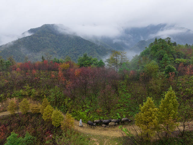 秋景，鹤城，泸阳，林场，自然，生态