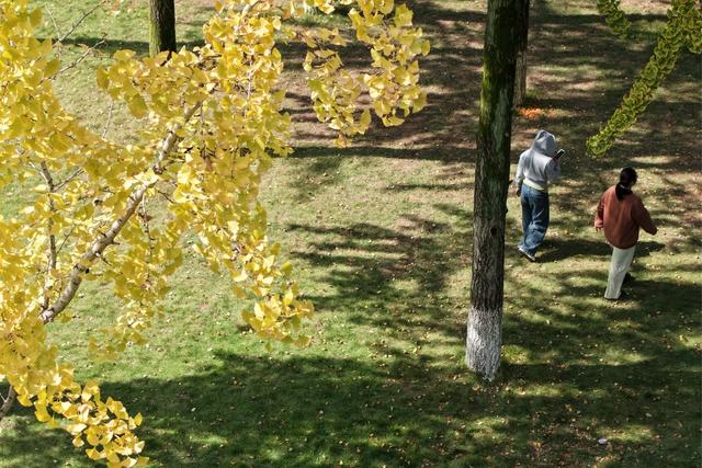 大学 校园 银杏 黄金甲 美丽