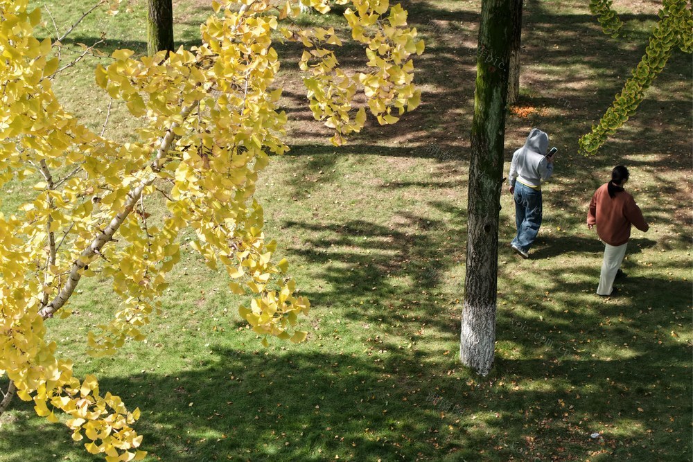 大学 校园 银杏 黄金甲 美丽