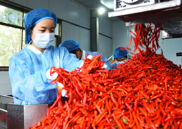 嘉禾：辣椒产业助增收