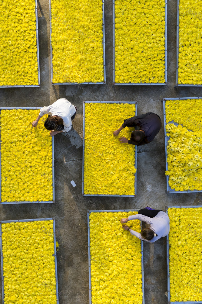 涟源 金丝皇菊 菊花 特色种植 农业 市场 收获 丰收