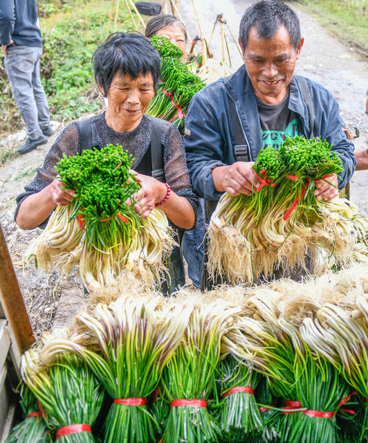 湖南道县：小藠头 大产业