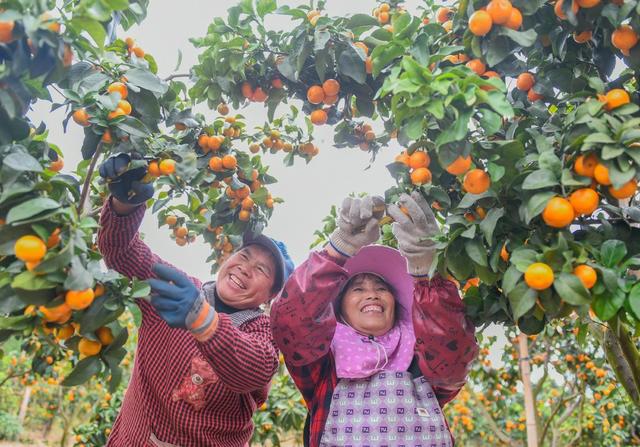 湖南道县：砂糖橘丰收