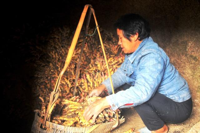 生姜  过冬 高价