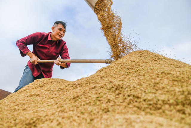 立冬
节气
晚稻
