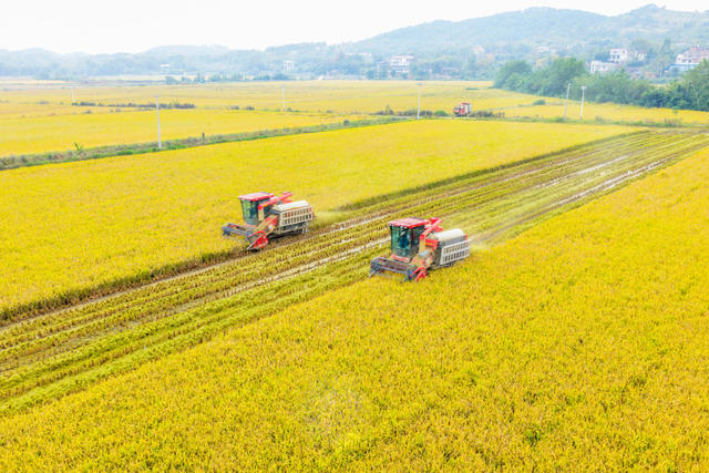 粮食生产  晚稻  收割