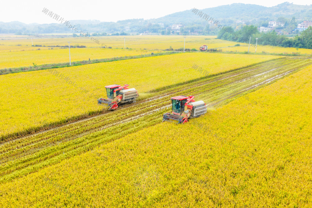 粮食生产  晚稻  收割