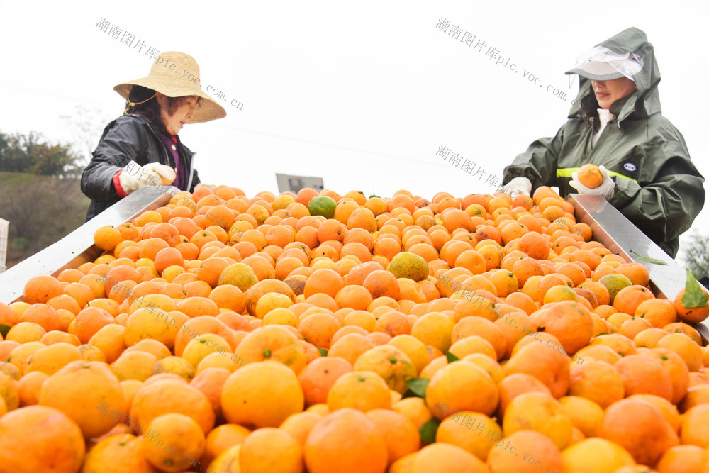 二十四节气  立冬  农事  柑橘采收